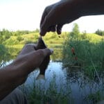 Секрет фідерної суміші: трохи какао – і карась шаленіє на точці