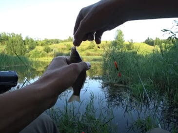 Дивись на водну рослинність - і зрозумієш, де стоїть карась