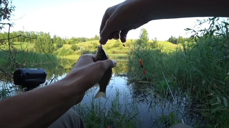 Дивись на водну рослинність - і зрозумієш, де стоїть карась