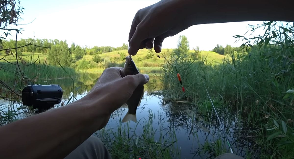 Дивись на водну рослинність - і зрозумієш, де стоїть карась