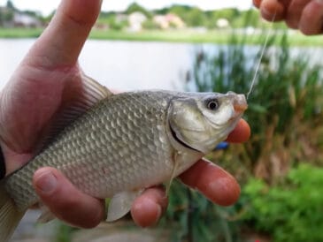 Секрет фідерної суміші: трохи какао - і карась шаленіє на точці