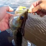 Чем заменить магазинный ароматизатор для рыбалки, чтобы клев усилился в 2 раза