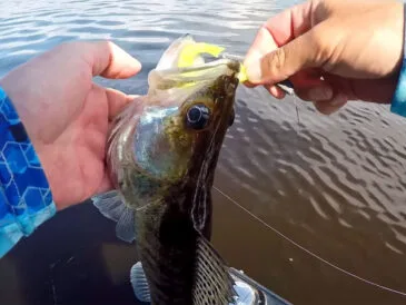 Ловля судака на джиг 2025: поролон і волочіння