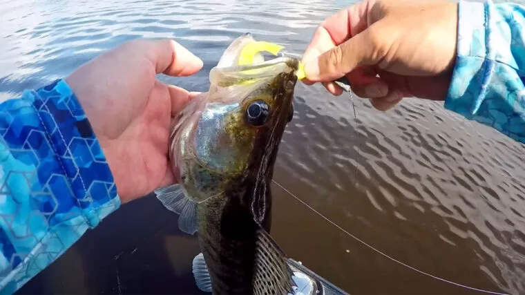 Ловля судака на джиг 2025: поролон і волочіння