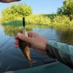 Фидер в июле: какую длину поводка выбрать при слабом клеве