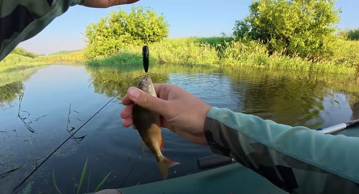 Прогноз клева рыбы на неделю с 30 июня по 6 июля 2025 года в Украине