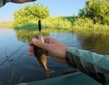 Прогноз кльову риби на тиждень з 30 червня по 6 липня 2025 року в Україні