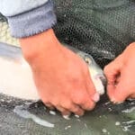 Кілограмові лящі в садку! Знайшли його на бровці, але клює лише на світанку