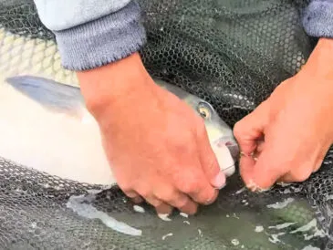 Спека вивела амура на поверхню: рибалки переходять на аличу та огірок