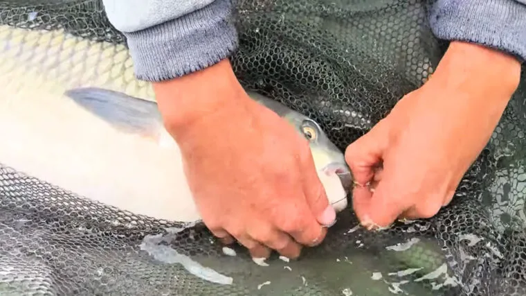 Спека вивела амура на поверхню: рибалки переходять на аличу та огірок