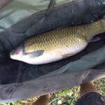 Різкий кльов вранці, тиша потім – як “розбудити” рибу в другій половині дня