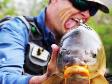Как выбрать бойлы для карпа: простые советы эксперта