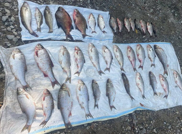На Днестровском водохранилище браконьеры выловили рыбы на 250 тыс. грн
