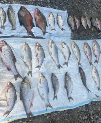 На Дністровському водосховищі браконьєри виловили риби на 250 тис. грн