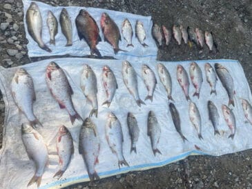 На Дністровському водосховищі браконьєри виловили риби на 250 тис. грн