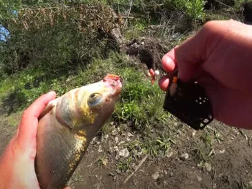 Часник у підгодовуванні на ляща: експерти про "перезавантаження" кльову