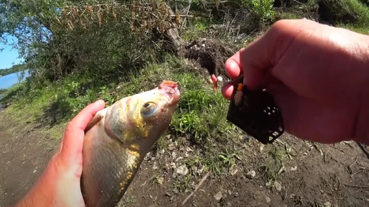 Часник у підгодовуванні на ляща: експерти про "перезавантаження" кльову