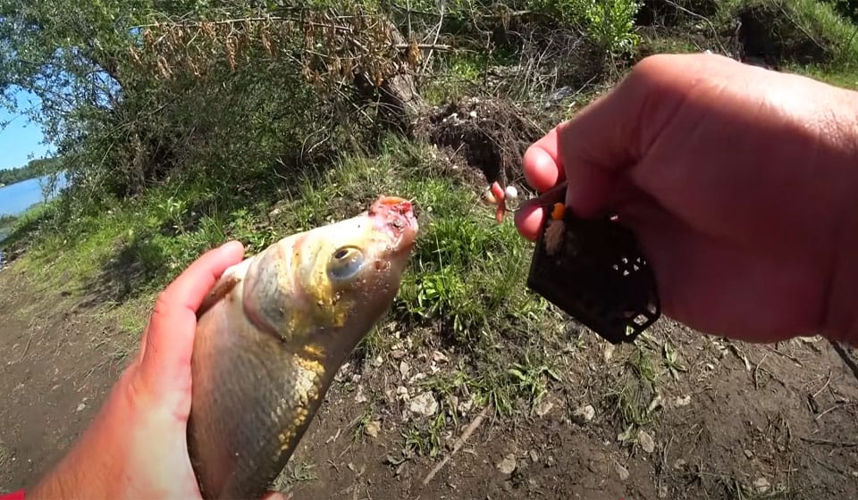 Часник у підгодовуванні на ляща: експерти про "перезавантаження" кльову