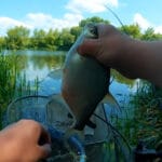 На Дністровському водосховищі браконьєри виловили риби на 250 тис. грн