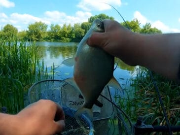 Де ловити ляща на річці влітку: поради щодо точок лову