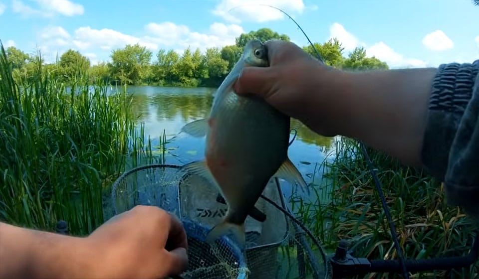 Де ловити ляща на річці влітку: поради щодо точок лову