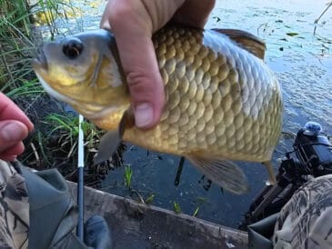 Де шукати карася влітку: найкращі місця на ставку та річці