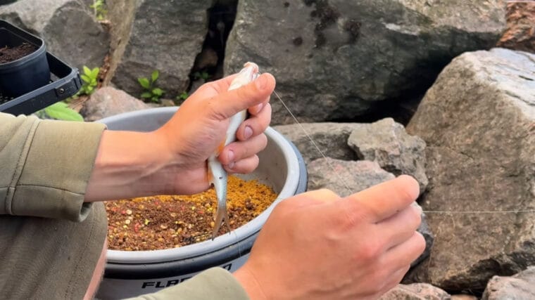 Фидер в июле: какую длину поводка выбрать при слабом клеве