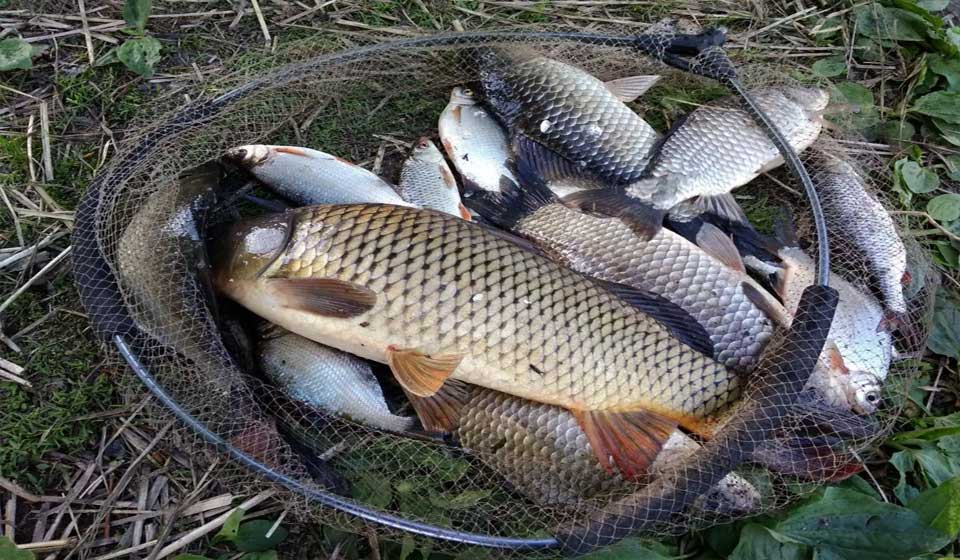 Как жара влияет на активность рыбы в водоемах Украины