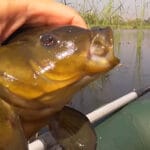 Як успішно ловити щуку в зарослих водоймах: тактика та незачіпляйки