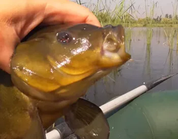 Календар рибалки на серпень: коли і де клює