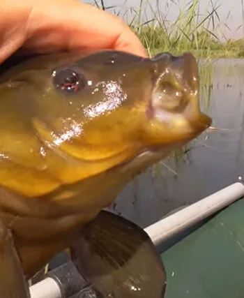 Календар рибалки на серпень: коли і де клює