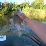 Не бойтесь крупной наживки: пучок червей принес леща на 1,5 кг