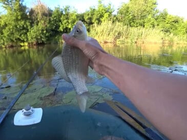 Карась клюет как бешеный: секрет в наживке, которую вы игнорировали