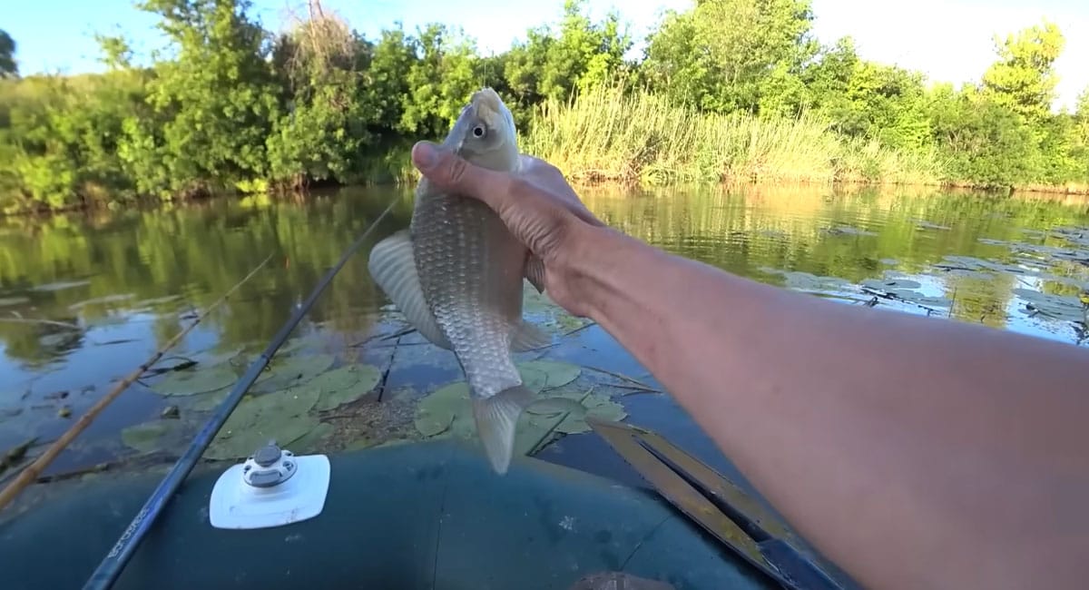Карась клюет как бешеный: секрет в наживке, которую вы игнорировали