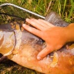 Прогноз клева рыбы в Украине: с 14 по 20 июля ожидаются температурные колебания и дожди