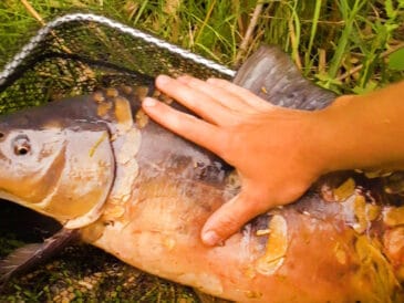 Тигровый орех: а вы точно знаете, как его подать карпу?