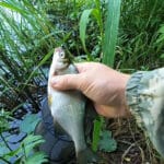 Поиск и приваживание белого амура на пруду: рабочая тактика