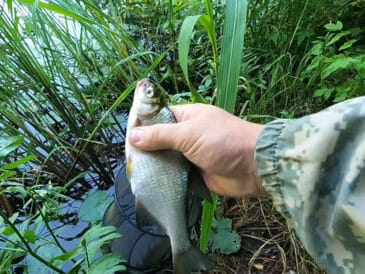 Різкий кльов вранці, тиша потім - як "розбудити" рибу в другій половині дня