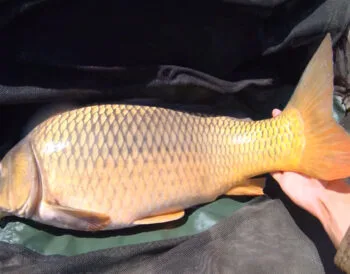 Короп у спеку: рибалки повертаються до натуральної кукурудзи