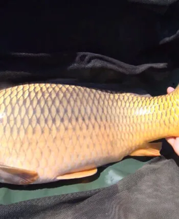 Короп у спеку: рибалки повертаються до натуральної кукурудзи