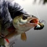 Как не ошибиться с выбором мотора для вашей надувной лодки