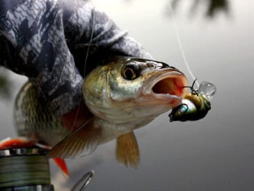 Рыбак из Житомира рассказал об охоте на голавля на малых реках