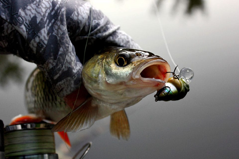 Рыбак из Житомира рассказал об охоте на голавля на малых реках