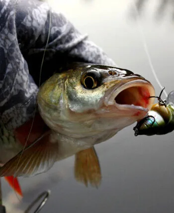 Рибалка з Житомира розповів про "полювання" на головня на малих річках