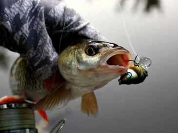 Рибалка з Житомира розповів про "полювання" на головня на малих річках
