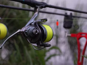 Ловля коропа на яскраві бойли: тактика одиночної насадки в липні