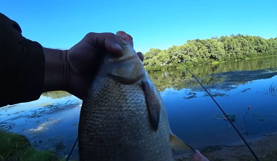 Ловля леща на фидер летом на бровке