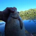 Упіймали сазана на дикому ставку, спостерігаючи за бульбашками. Спрацювала ця насадка!