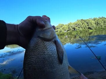 Ловля ляща на фідер влітку на бровці