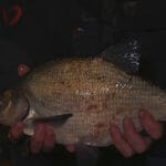 На Дністровському водосховищі браконьєри виловили риби на 250 тис. грн